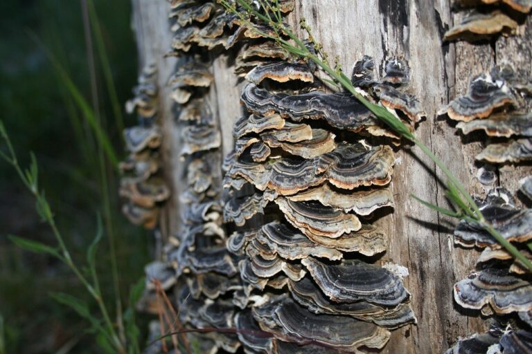 Cook Turkey Tail Mushroom