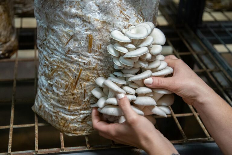 Grow mushrooms in a tent