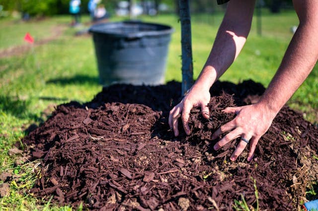 Apply Mushroom Compost at the right time