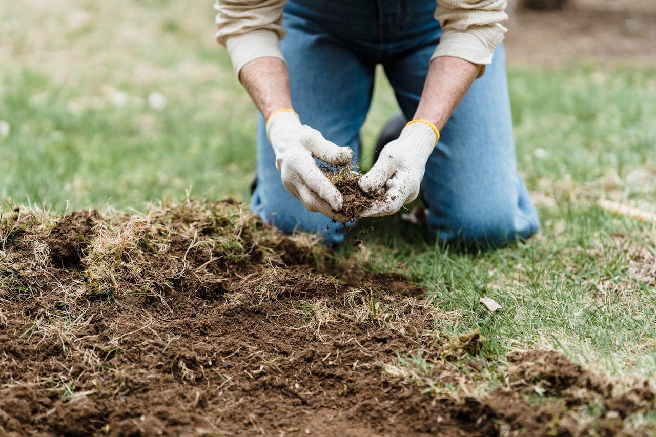 Mushroom compost lawn