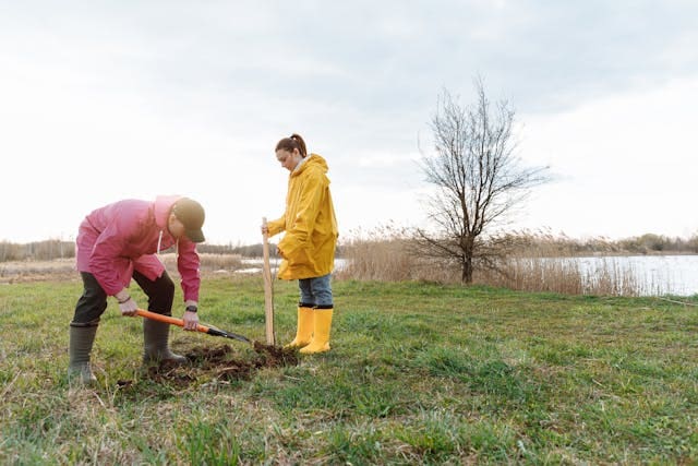 Mushroom compost application and lawn Care