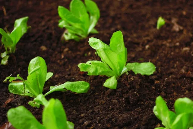 leafy green crop on a mushroom composted soil