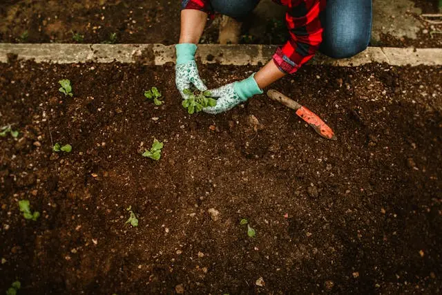 Composted Mushroom Soil