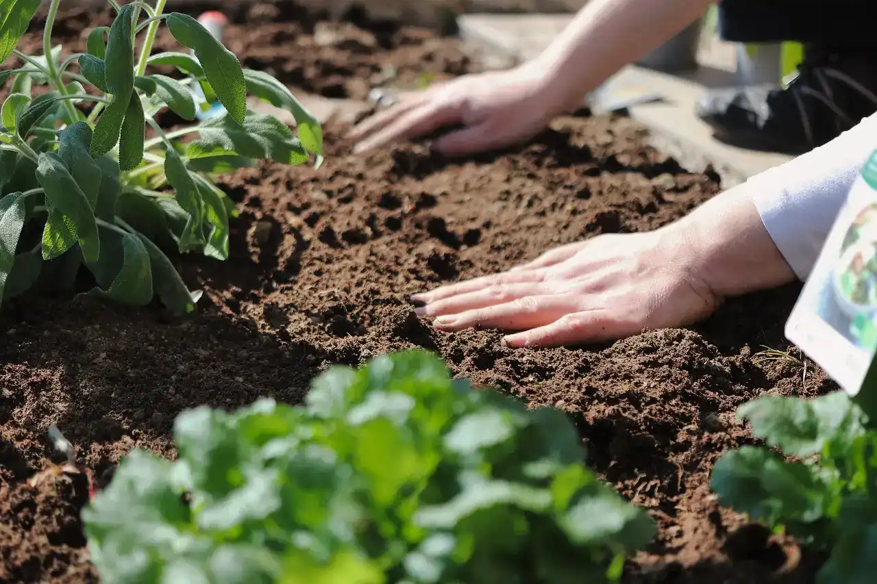 with enough nitrogen plants producing news leaves