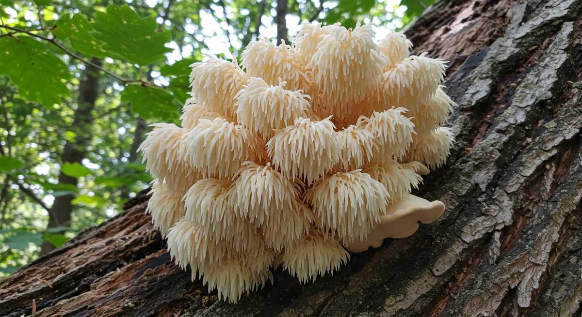 A graphical presentation of lion's mane mushroom growing on a tree.