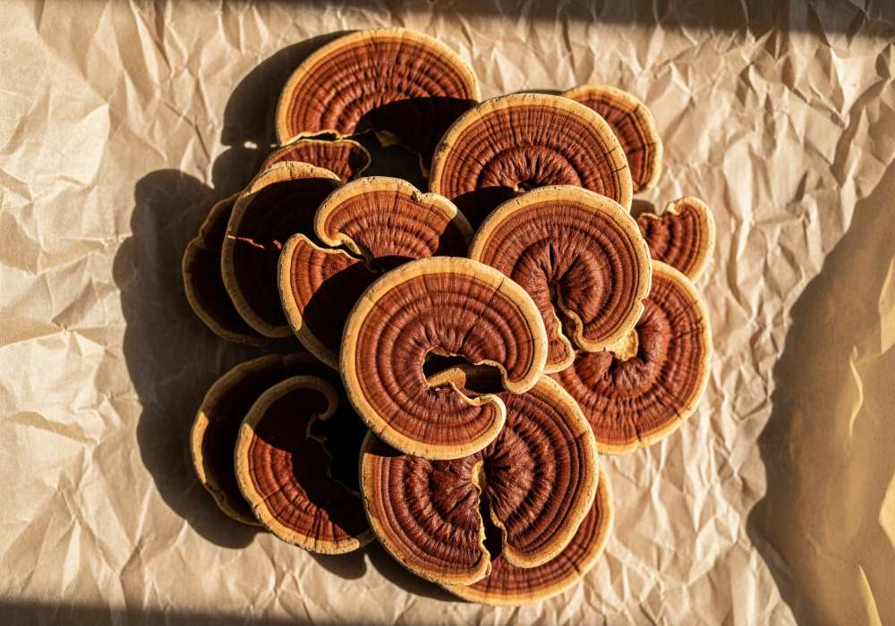 Reishi mushrooms on parchment paper.